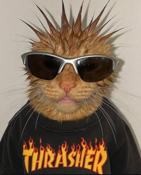 the feralsec cat